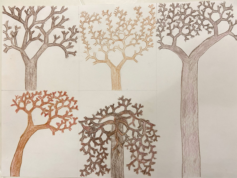 5 alberi